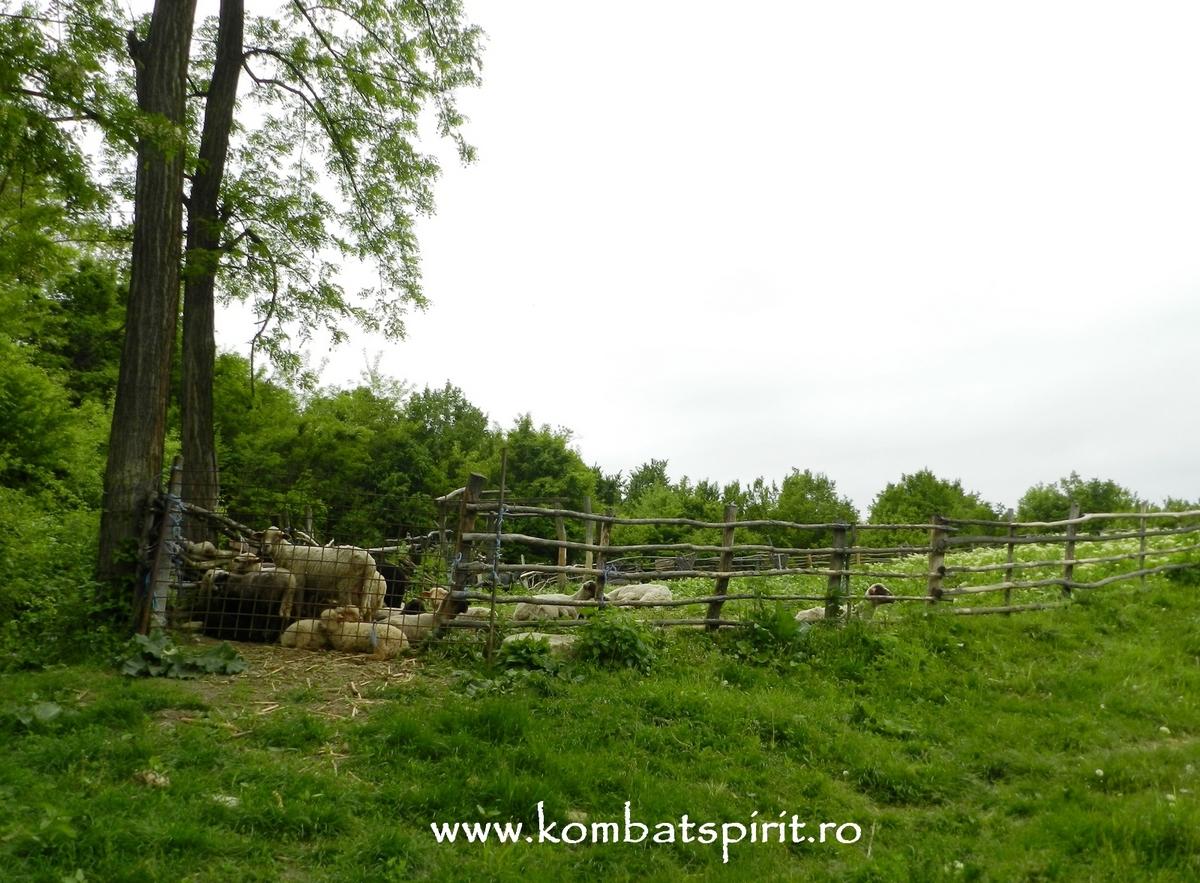 sarata monteoru buzau